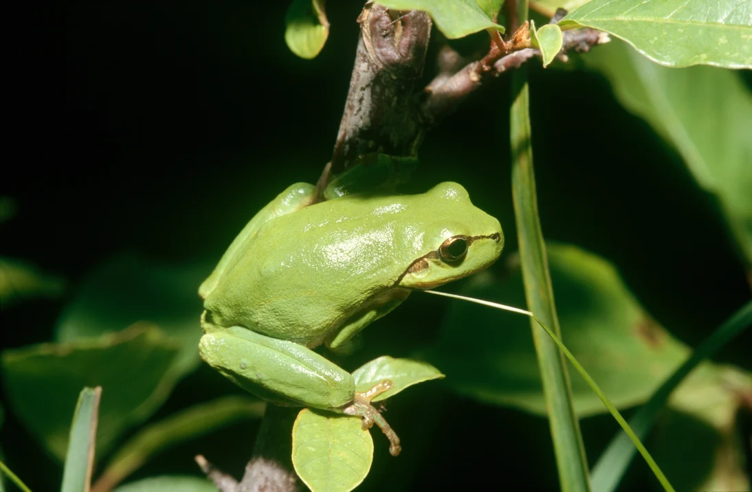 Laubfrosch am Ast