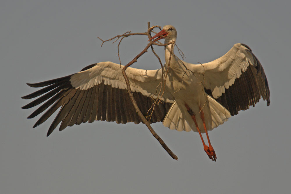 Storch im Anflug mit Ast im Schnabel