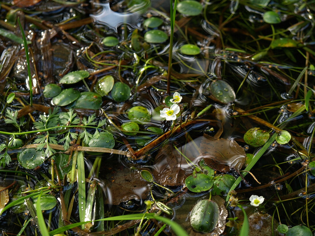 Froschkraut