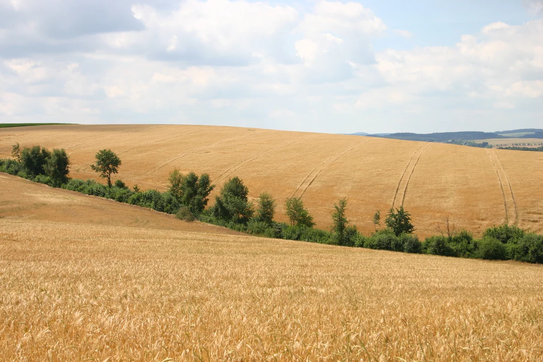 Heckensanierung im Osterzgebirgsvorland