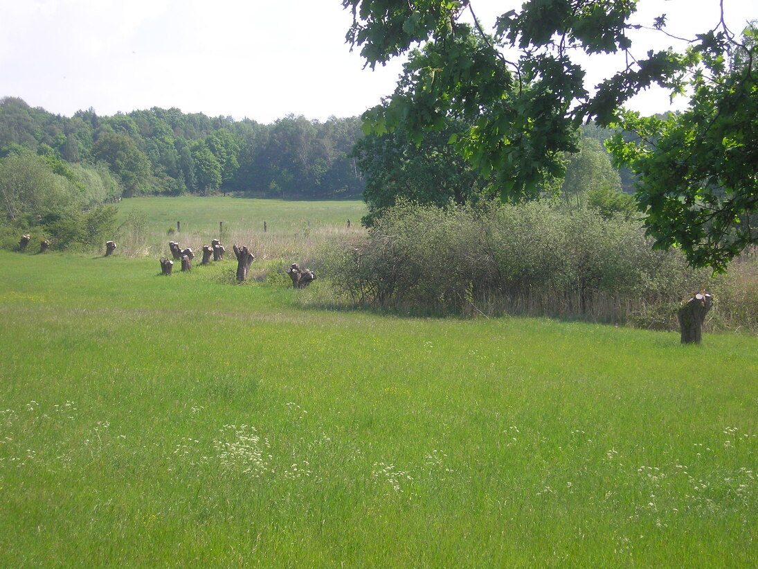 Kopfbaumpflege in Bahren bei Grimma