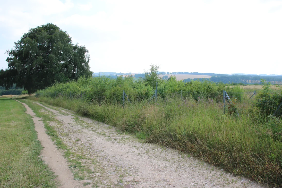Heckenanlage östlich von Oberschöna
