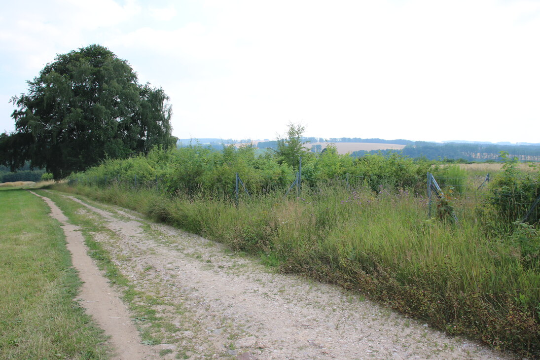 Heckenanlage östlich von Oberschöna