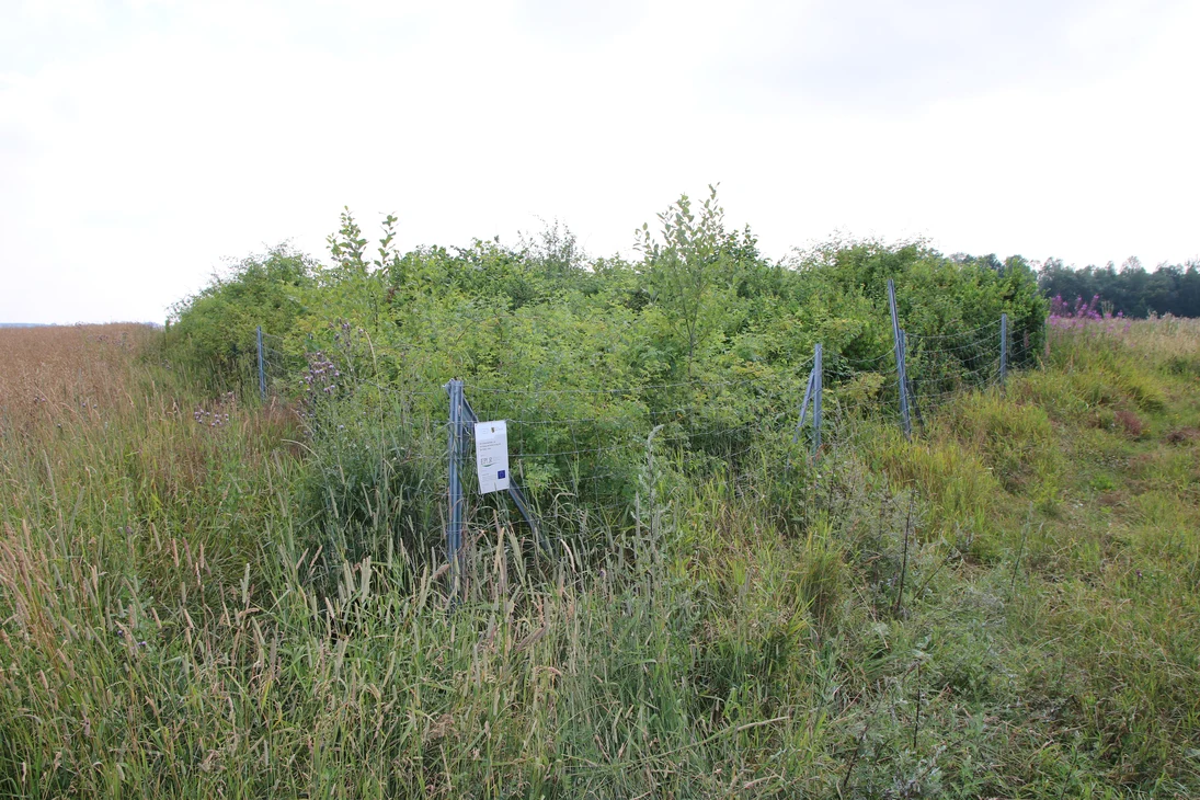 Heckenanlage in Oberschöna 