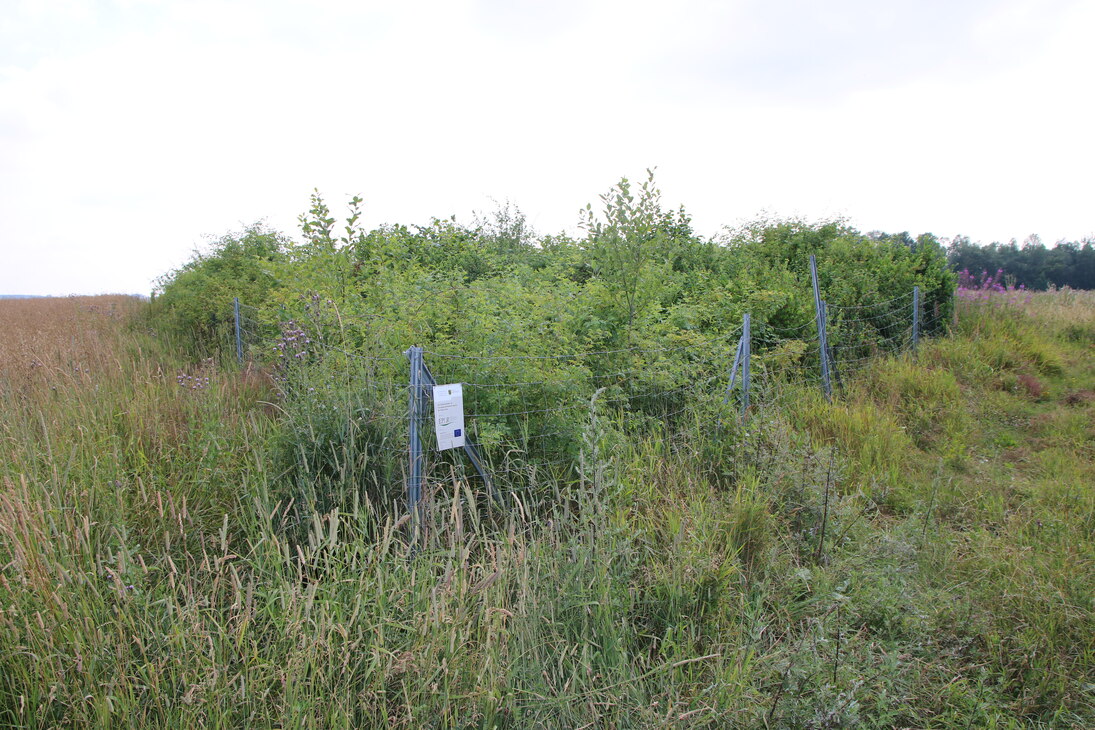 Heckenanlage östlich von Oberschöna
