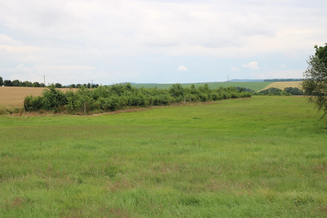 Heckenanlage östlich von Langhennersdorf