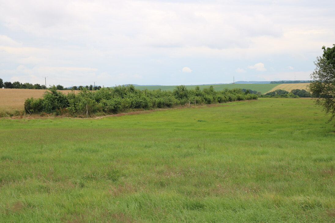 Heckenanlage östlich von Langhennersdorf
