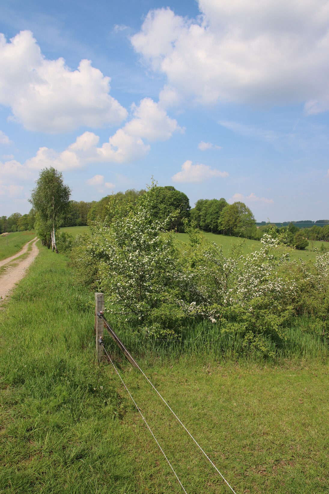 Heckenanlage in Niederboritzsch