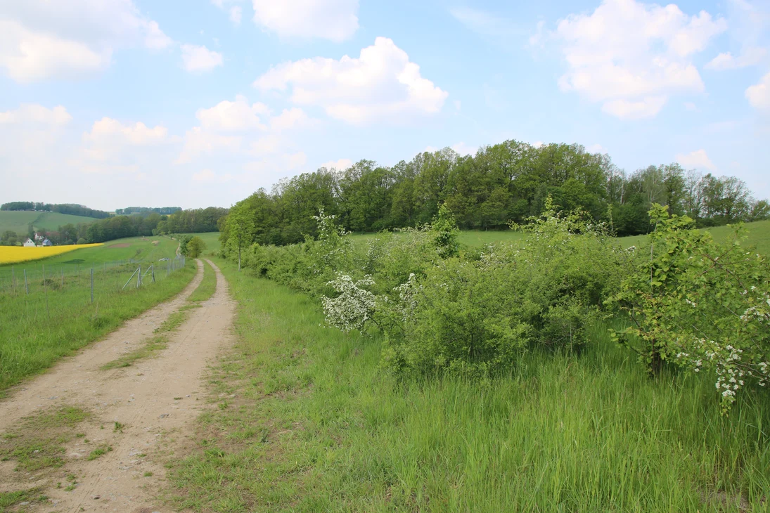 Heckenanlage östlich von Niederbobritzsch