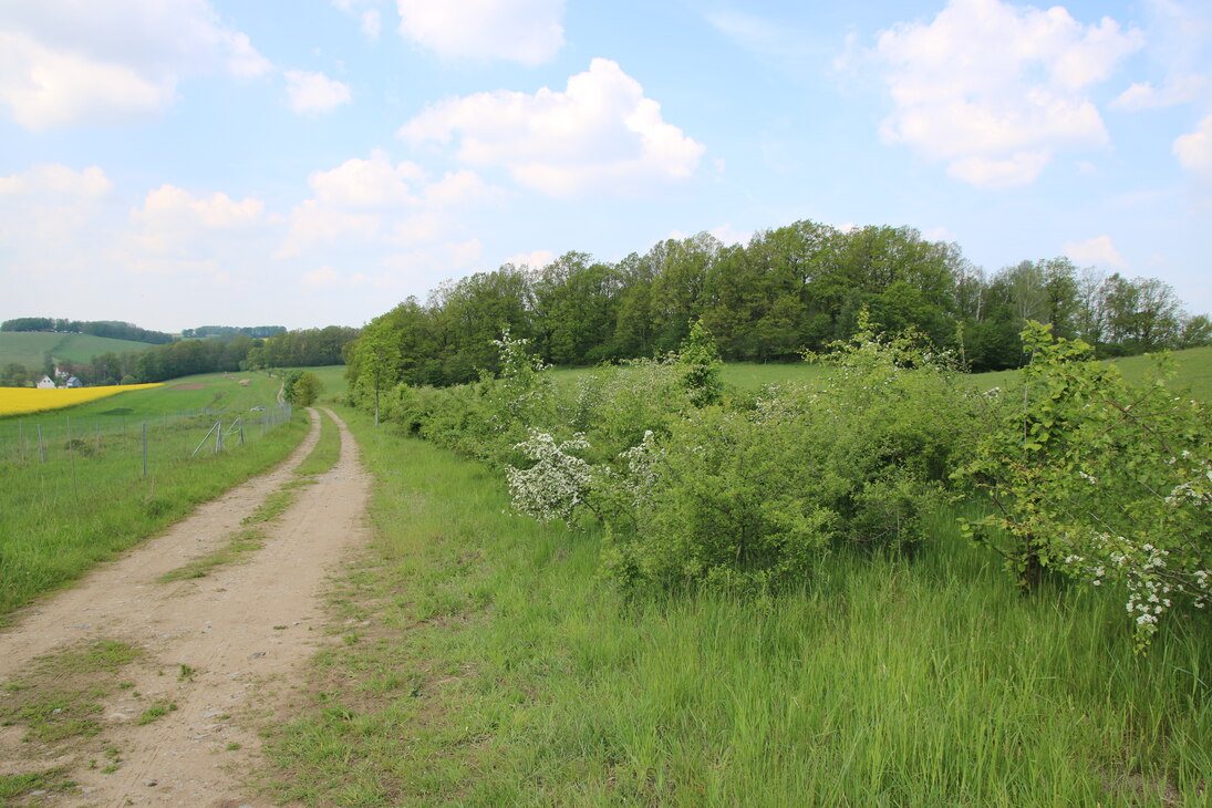Heckenanlage östlich von Niederbobritzsch