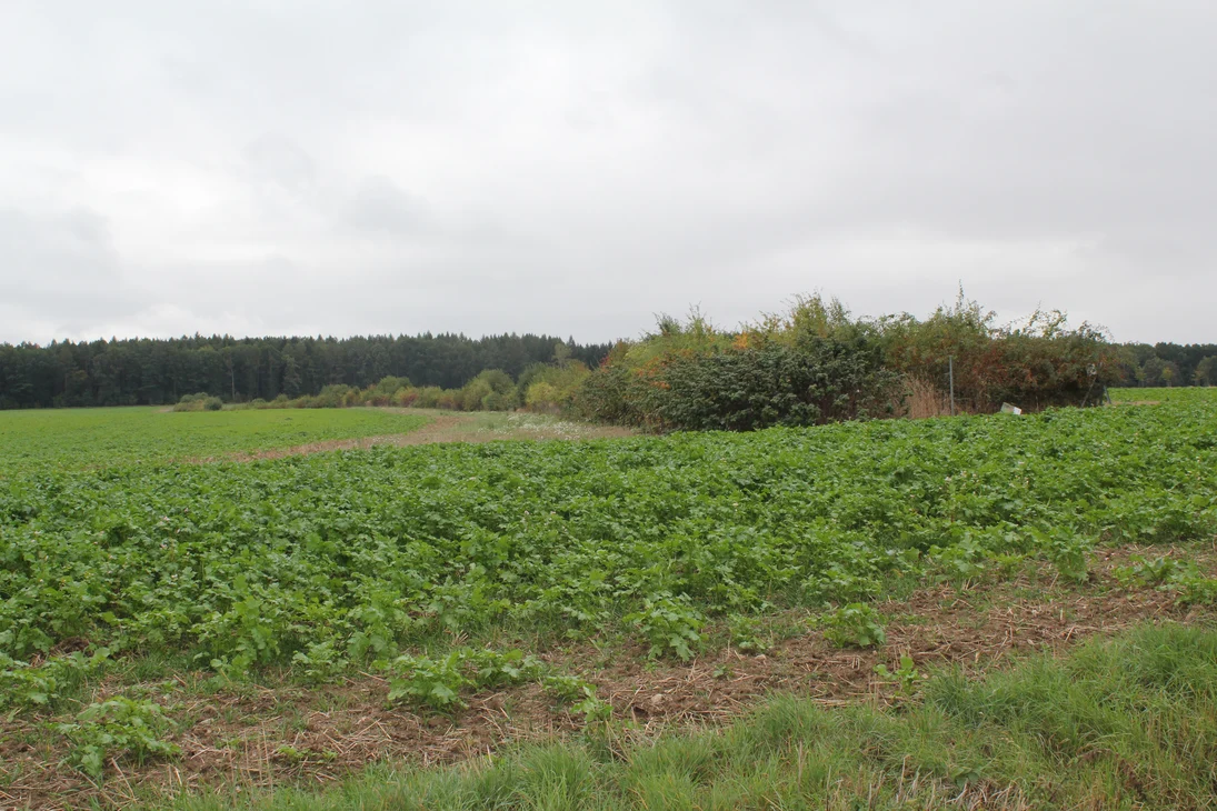 Heckeanlage in Marbach