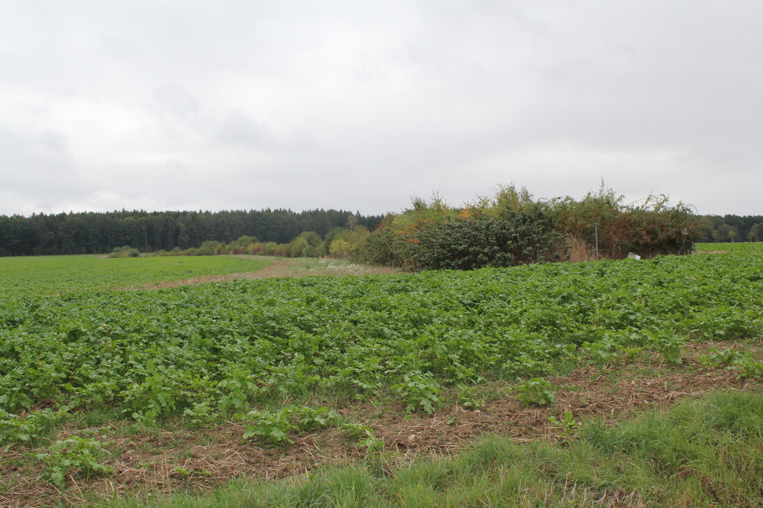 Heckeanlage in Marbach