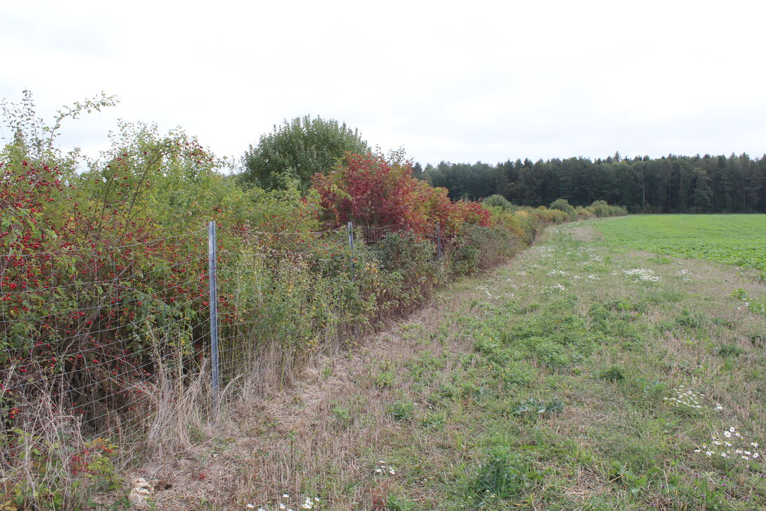 Heckenanlage südlich von Marbach