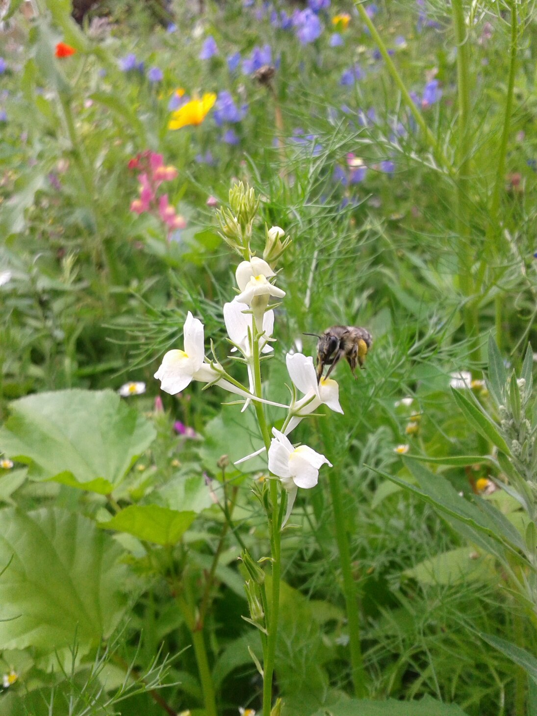blühende Blumen mit Bienen