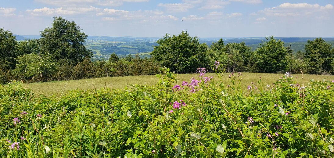 schöne Bergwiese