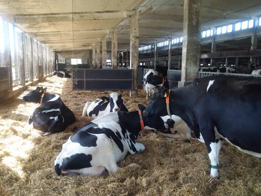 Kühe fühlen sich wohl im Stroh