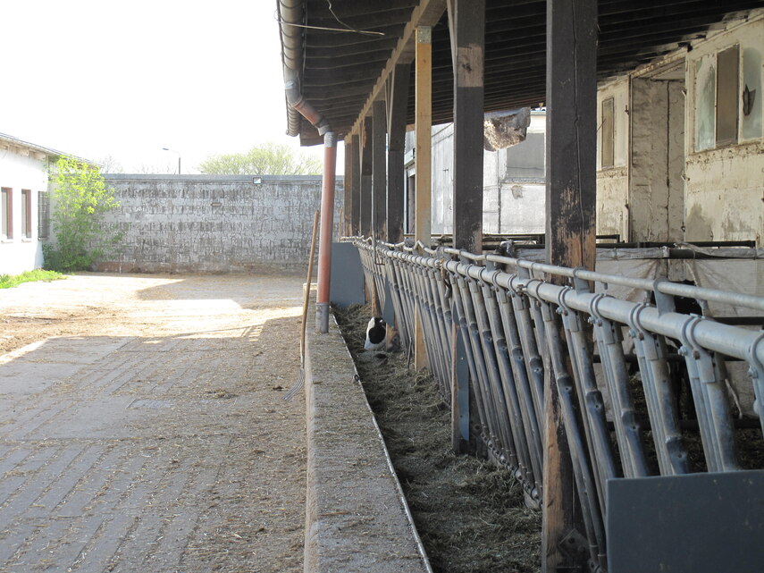 Kalb frisst im Auslaufbereich