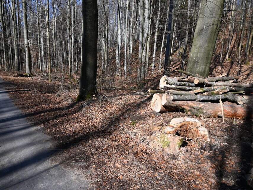 Weg mit Holzstapel rechts am Rand