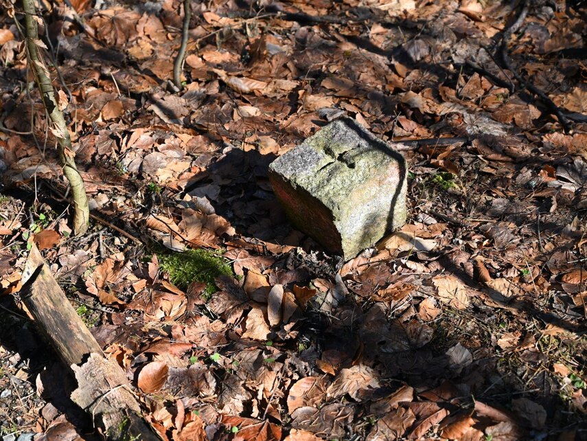 Grenzstein im Buchenwaldlaub