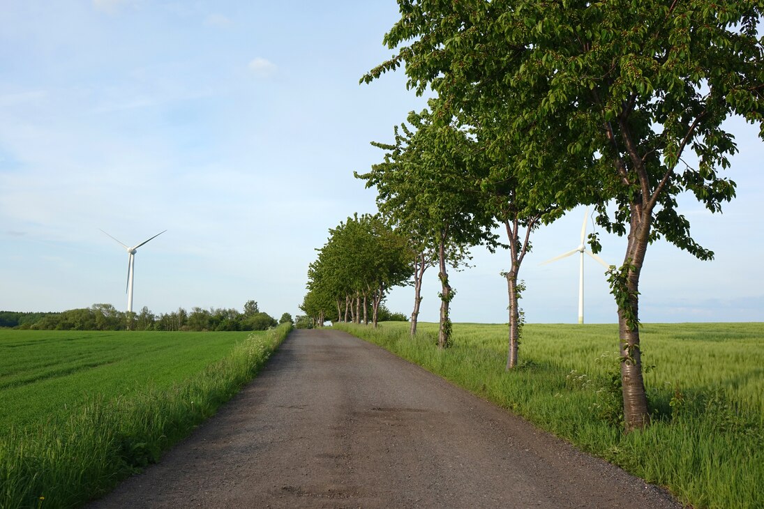 schöne Allee an Straße mit Bäumen