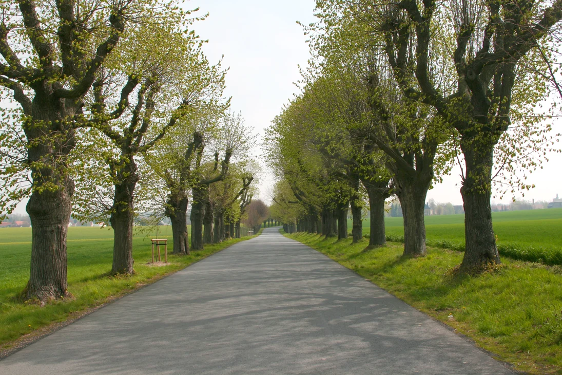 schöne Allee an Straße mit Bäumen