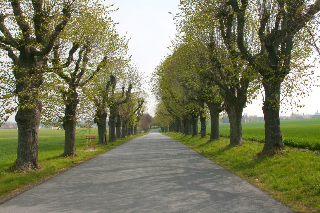 schöne Allee an Straße mit Bäumen