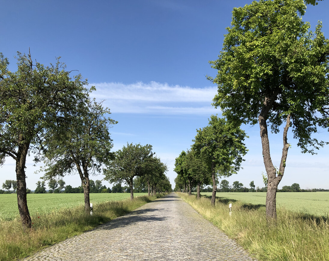 schöne Allee an Straße mit Bäumen
