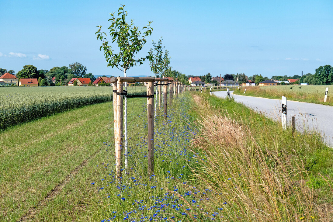 neu gepflanzte Obstbäume an einer Straße