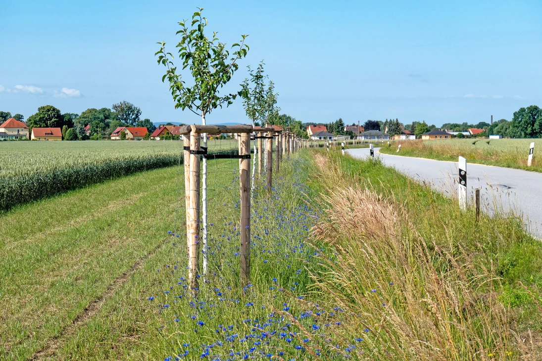 junge Obstbäume an der Straße