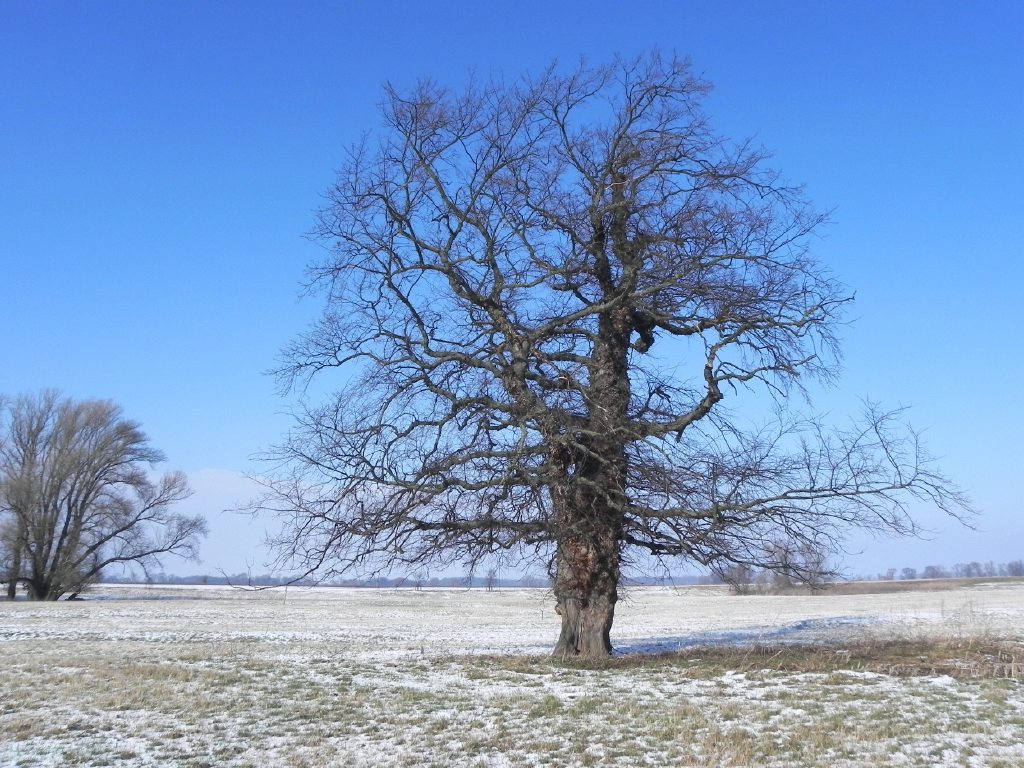 Eine alte Flatterulme im Winter bei Köllitsch. 
