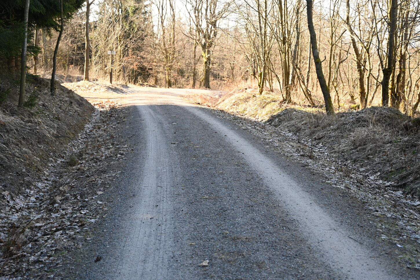 geschotterter Wegabschnitt im Nadelwald