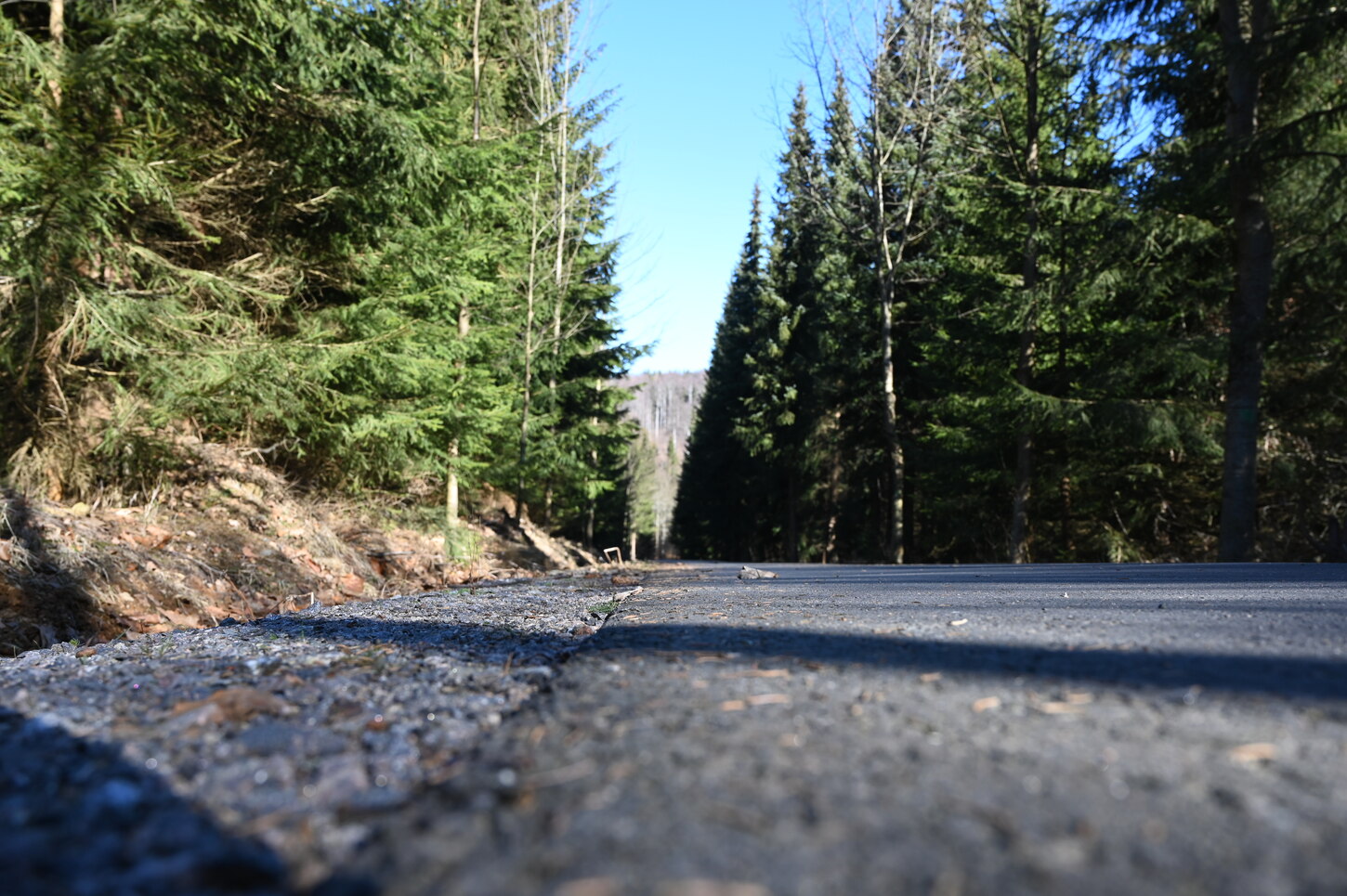 Asphaltdecke durch Nadelwald