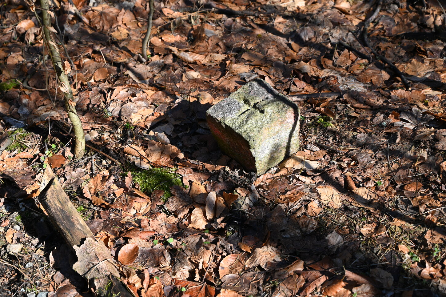 Grenzstein im Buchenwaldlaub