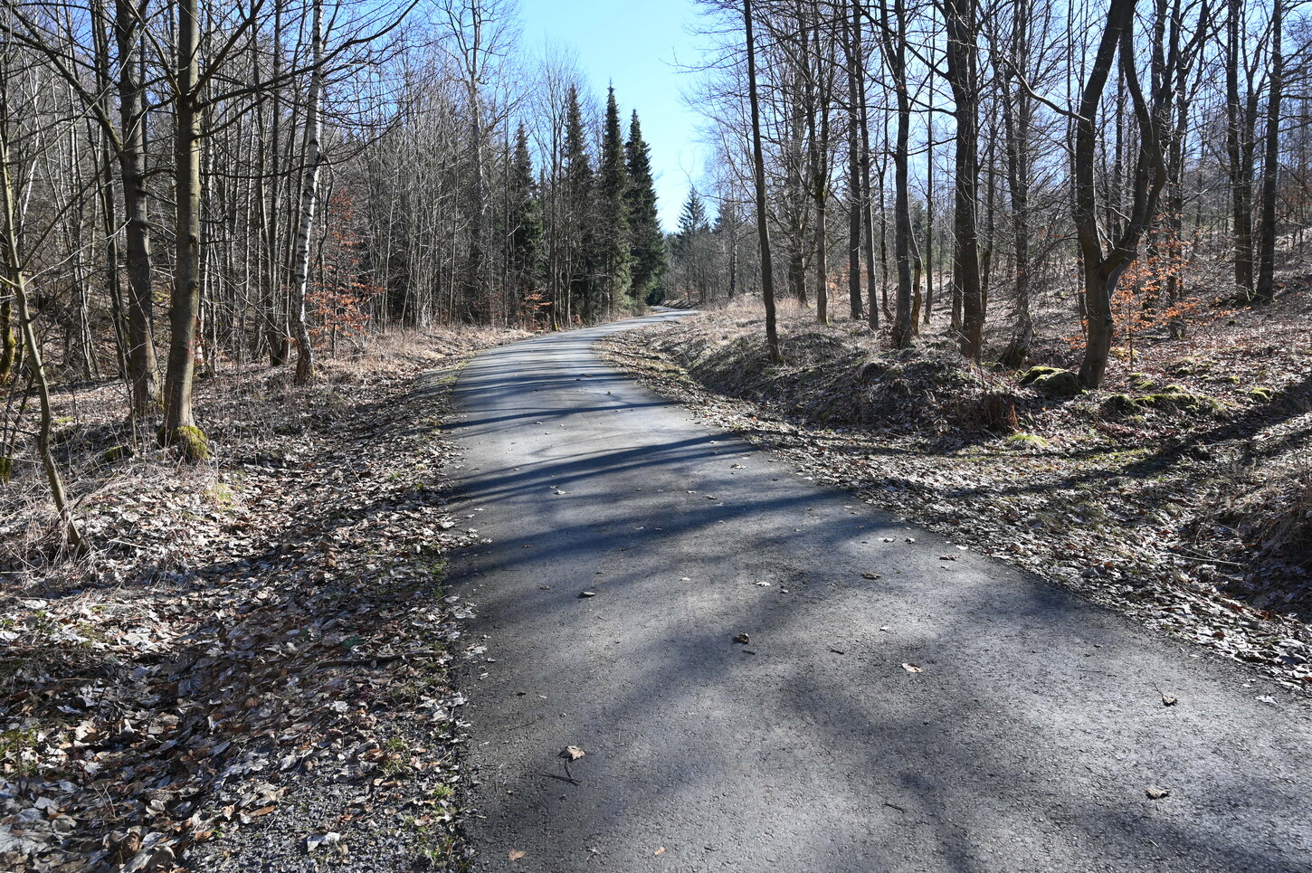 Weg führt durch lichten Wald