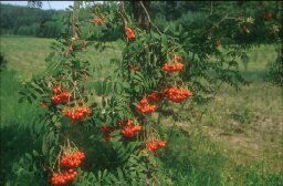 Die Eberesche trägt wunderschöne rote Beeren. 