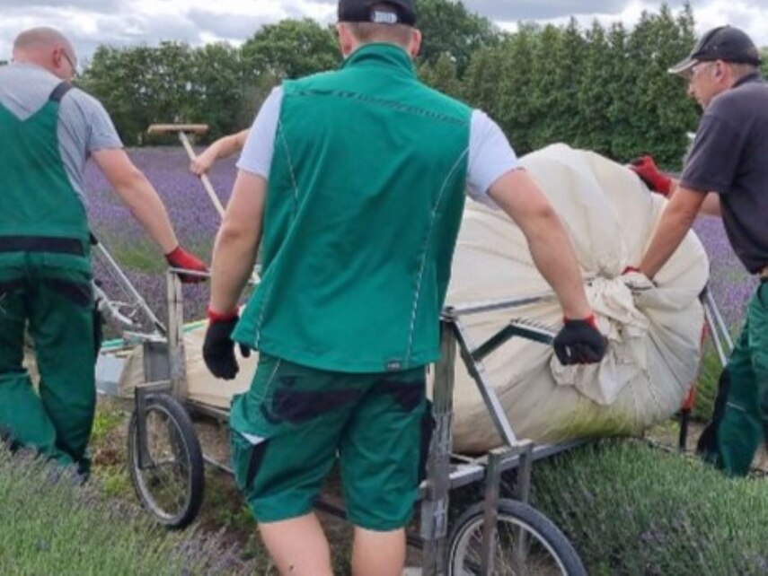 Ernte mit handgeführter Erntemaschine