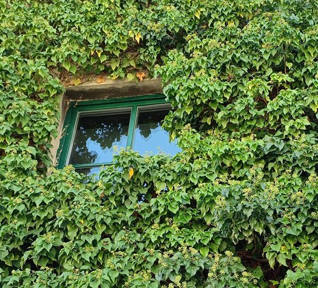 Stadtgrün: Fassade von einem Geschäftshaus, zugewachsen mit Efeu