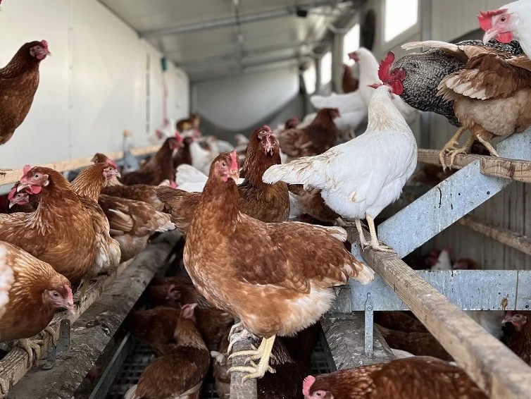 Huhn sitzt auf Stange im Hühnermobil