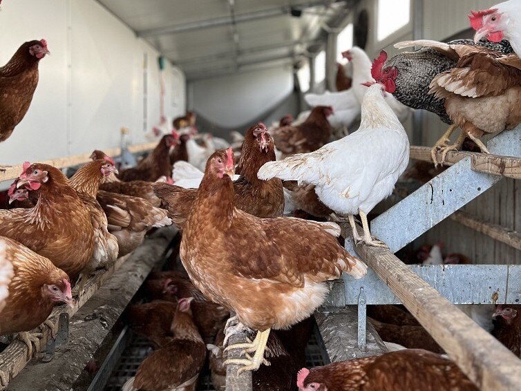Huhn sitzt auf Stange im Hühnermobil
