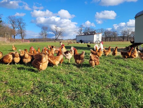 Frei laufende Hühner vor dem Hühnermobil