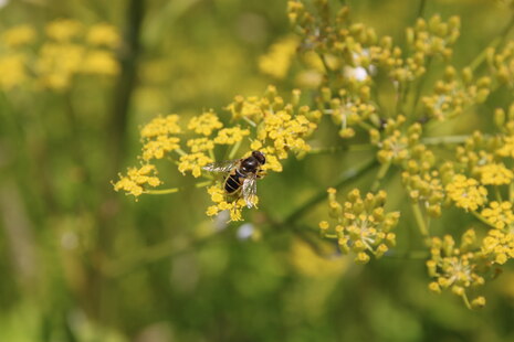 Schwebefliege sitzt auf gelber Blüte
