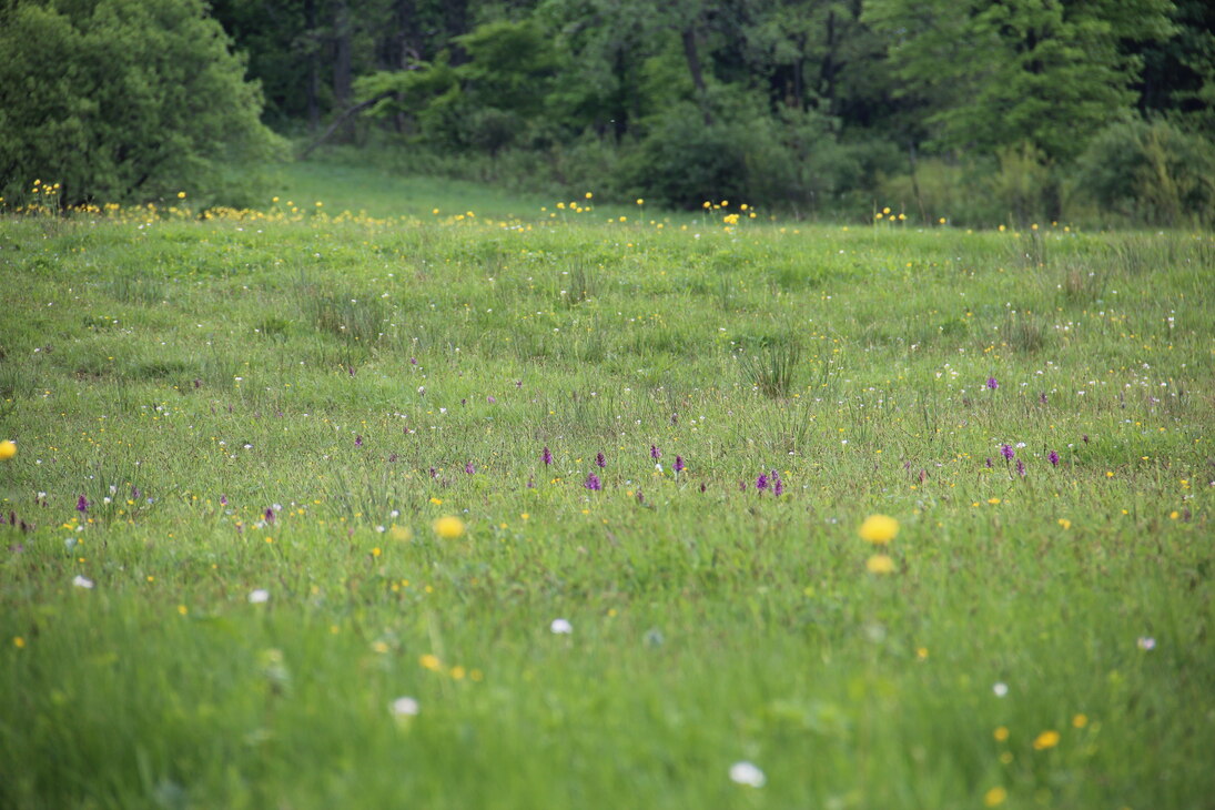 Bergwiese mit Orchideen