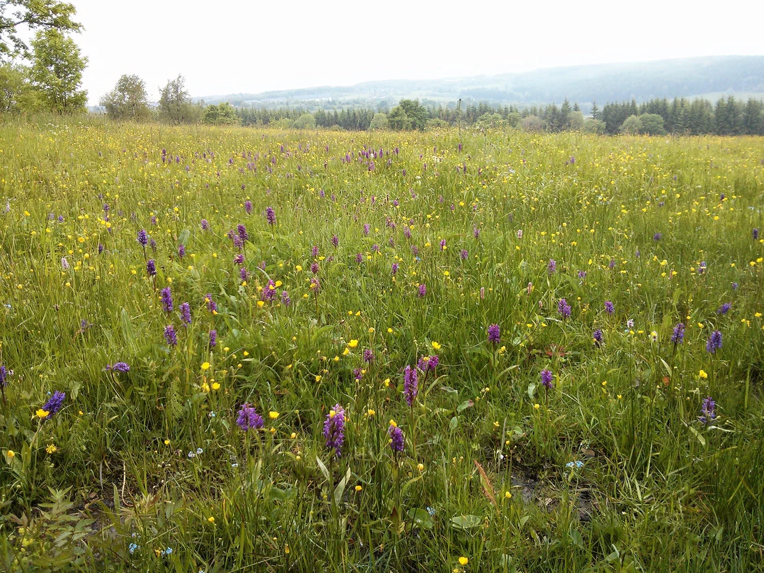 Bergwiese in der Sonne