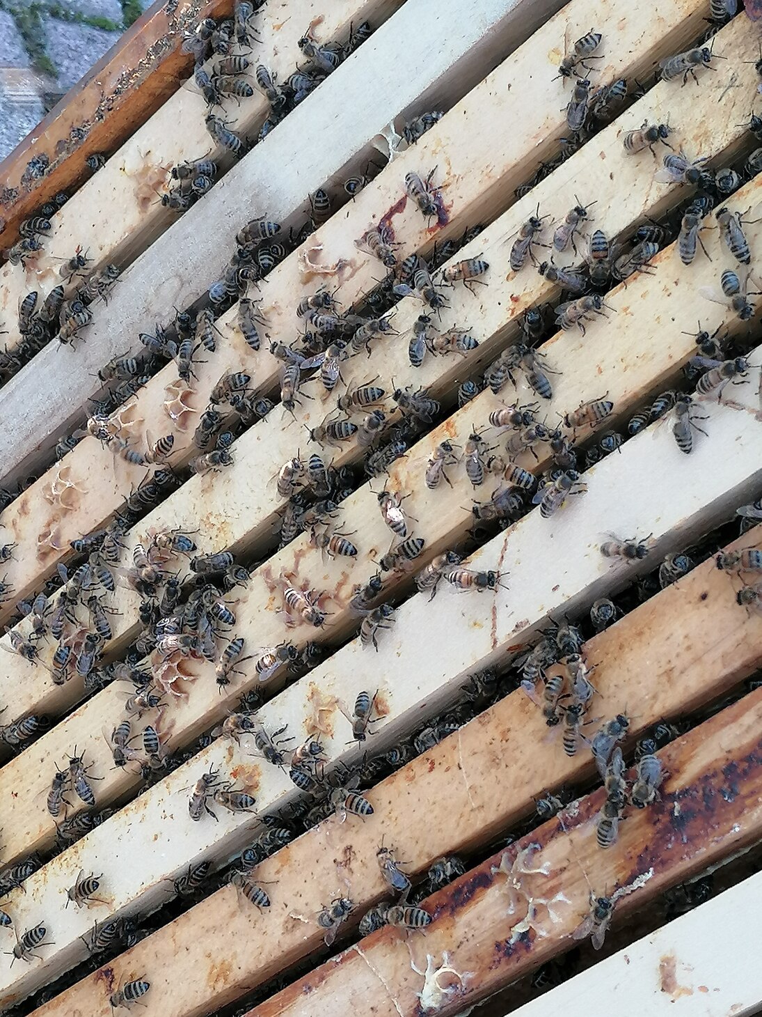 Bienen