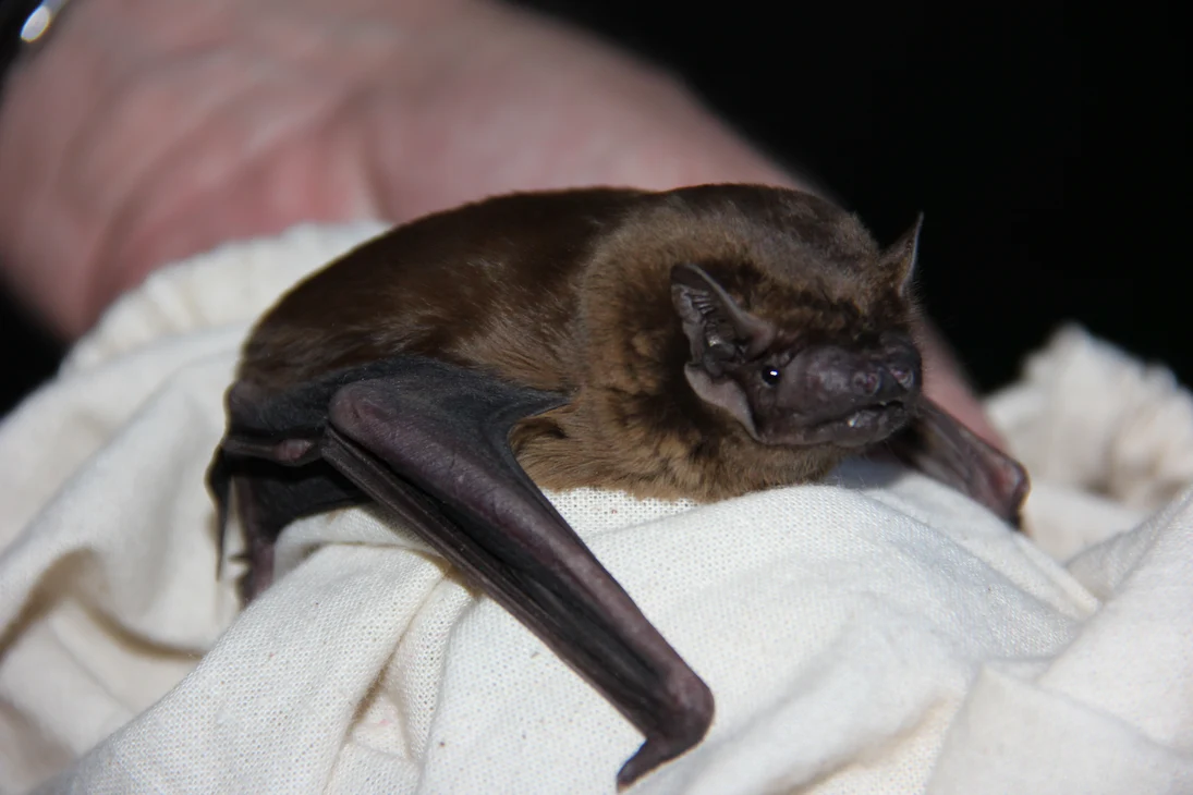 kleine Fledermaus
