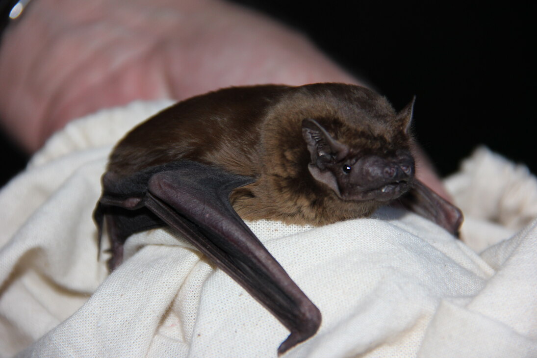 kleine Fledermaus