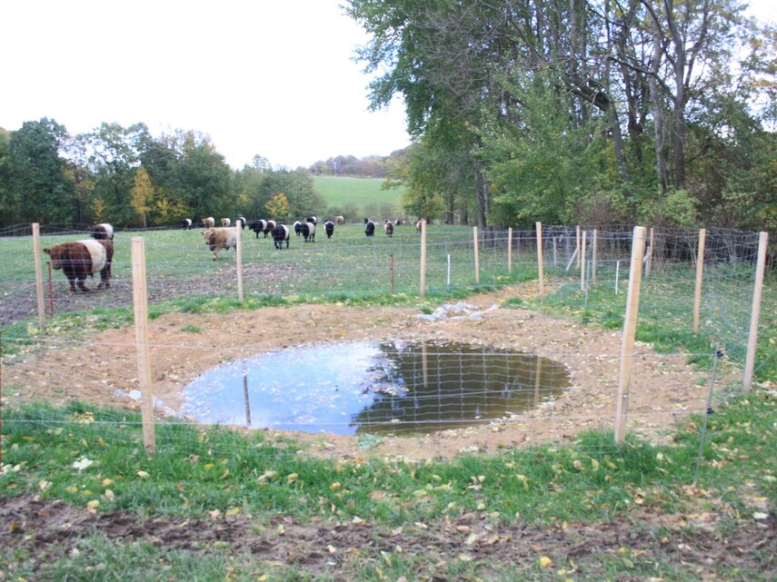 Teich mit Graben und Rindern