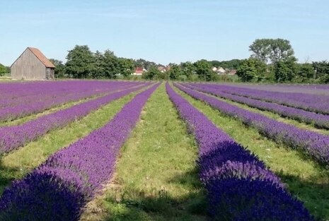 Lavendel im Streifenanbau