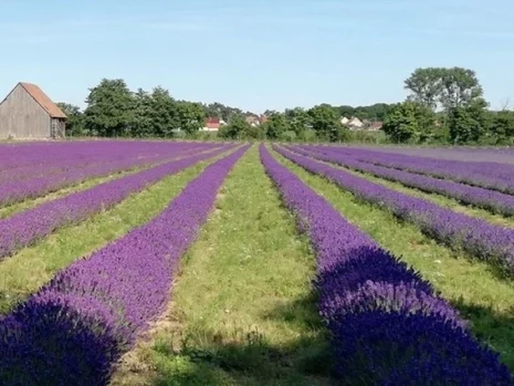 Lavendel im Streifenanbau