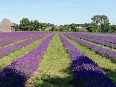 Lavendel im Streifenanbau